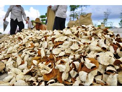 新會(huì)陳皮批發(fā)之種植常識(shí)