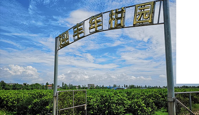 新會(huì)陳皮批發(fā)