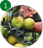 新會(huì)柑普茶廠(chǎng)家