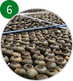 新會(huì)小青柑加工