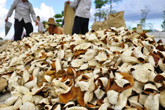新會陳皮批發(fā)